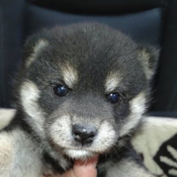 柴犬(標準サイズ)【岐阜県・女の子・2023年1月28日・黒】の写真「可愛い女の子」