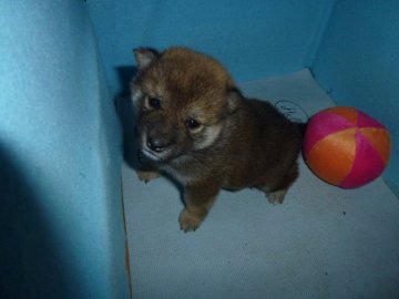 柴犬(標準サイズ)【岐阜県・女の子・2019年10月30日・赤】の写真「12/18までの期間限定価格です。可愛い三姉妹」