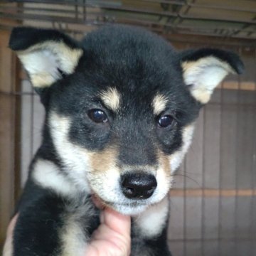 柴犬(標準サイズ)【岐阜県・女の子・2024年8月10日・黒】の写真「綺麗な柄の女の子」