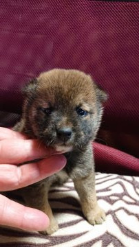 柴犬(標準サイズ)【岐阜県・男の子・2020年9月24日・赤】の写真「可愛い赤の男の子」