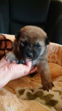 柴犬(標準サイズ)【岐阜県・男の子・2021年1月6日・赤】の写真「可愛い男の子」