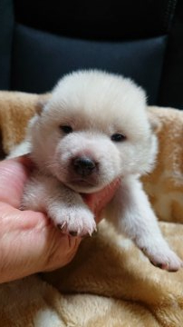 柴犬(標準サイズ)【岐阜県・男の子・2021年6月11日・白】の写真「可愛い男の子」