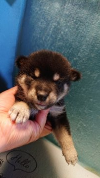 柴犬(標準サイズ)【岐阜県・女の子・2020年7月24日・黒】の写真「綺麗な配色の小振りタイプ女の子」