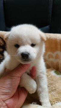 柴犬(標準サイズ)【岐阜県・女の子・2021年6月14日・白】の写真「お鼻真っ黒の白柴さん」