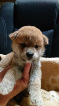 柴犬(標準サイズ)【岐阜県・女の子・2021年7月14日・赤】の写真「可愛いタヌキさん」