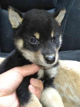 柴犬(標準サイズ)【岐阜県・男の子・2021年10月27日・黒】の写真「11/22までの特別価格!」