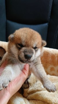 柴犬(標準サイズ)【岐阜県・男の子・2021年7月1日・赤】の写真「可愛い男の子」