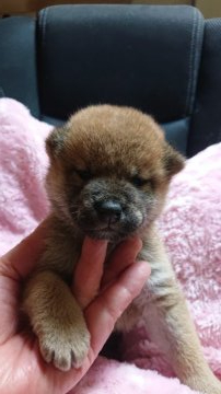 柴犬(標準サイズ)【岐阜県・女の子・2020年12月2日・赤】の写真「可愛い女の子」