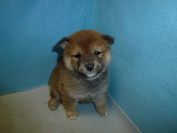 柴犬(標準サイズ)【岐阜県・女の子・2019年12月11日・赤】の写真「綺麗な赤になります」