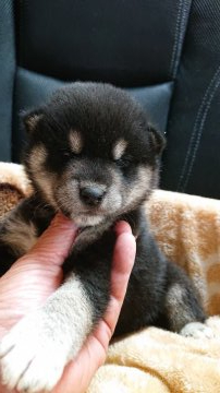 柴犬(標準サイズ)【岐阜県・女の子・2021年5月22日・黒】の写真「黒柴らしい綺麗な柄の女の子」