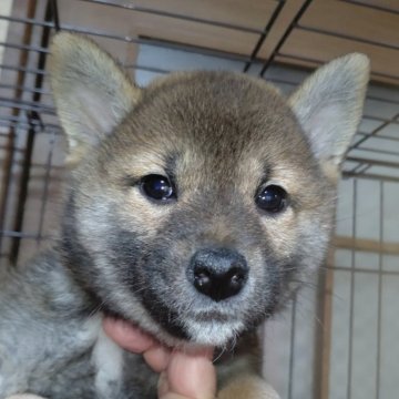 柴犬(標準サイズ)【岐阜県・女の子・2024年4月15日・赤】の写真「可愛い女の子」