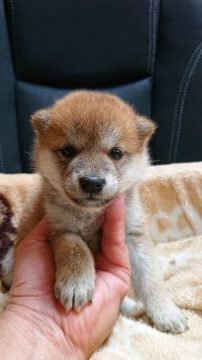 柴犬(標準サイズ)【岐阜県・女の子・2021年7月1日・赤】の写真「小振りタイプの子」