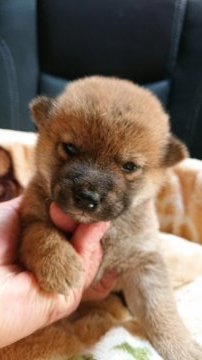 柴犬(標準サイズ)【岐阜県・男の子・2020年12月2日・赤】の写真「可愛い男の子」