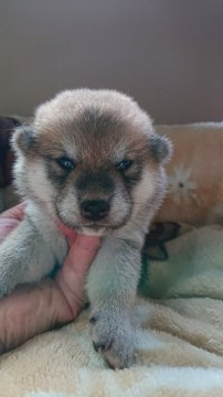 柴犬(標準サイズ)【岐阜県・女の子・2021年7月1日・赤】の写真「8/11までに購入予約された方のみの特別価格です。」