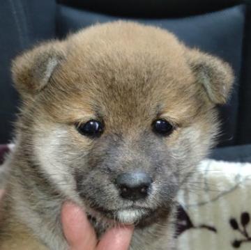 柴犬(標準サイズ)【岐阜県・女の子・2022年9月6日・赤】の写真「綺麗な赤の女の子」