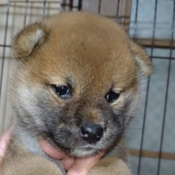 柴犬(標準サイズ)【岐阜県・男の子・2024年5月14日・赤】の写真「可愛い男の子」