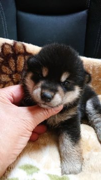 柴犬(標準サイズ)【岐阜県・女の子・2021年7月1日・黒】の写真「可愛い女の子」