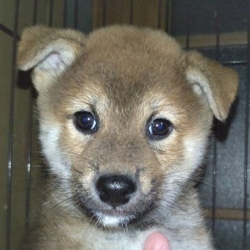 柴犬(標準サイズ)【岐阜県・男の子・2024年8月24日・赤】の写真「可愛い男の子」