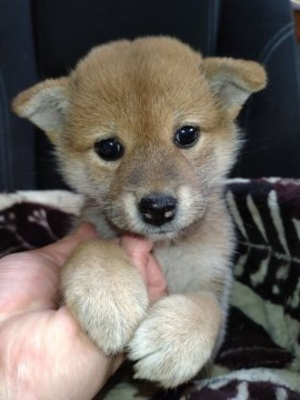 柴犬(標準サイズ)【岐阜県・女の子・2021年11月24日・赤】の写真「可愛い女の子」