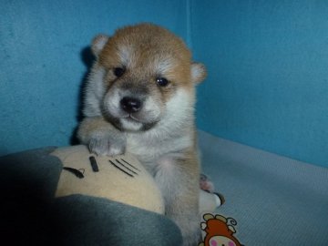 柴犬(標準サイズ)【岐阜県・男の子・2020年3月11日・赤】の写真「元気な男の子」