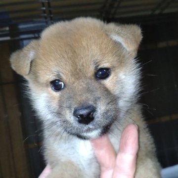 柴犬(標準サイズ)【岐阜県・男の子・2024年9月3日・赤】の写真「小振りのイケメン」