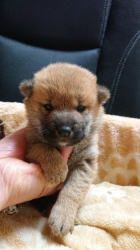 柴犬(標準サイズ)【岐阜県・男の子・2021年6月1日・赤】の写真「可愛い男の子」