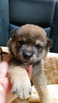 柴犬(標準サイズ)【岐阜県・男の子・2021年5月20日・赤】の写真「綺麗な赤柴になります。」