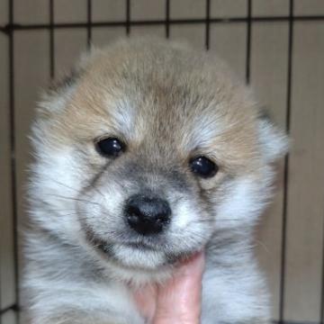 柴犬(標準サイズ)【岐阜県・男の子・2022年6月27日・赤】の写真「可愛い男の子」