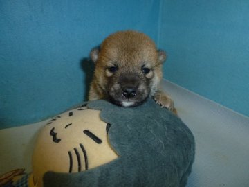 柴犬(標準サイズ)【岐阜県・女の子・2020年3月25日・赤】の写真「可愛い女の子です」