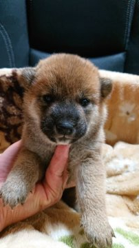 柴犬(標準サイズ)【岐阜県・男の子・2021年6月11日・赤】の写真「可愛い男の子」