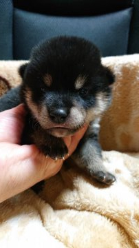 柴犬(標準サイズ)【岐阜県・男の子・2021年6月11日・黒】の写真「綺麗な柄の男の子」