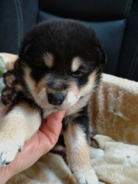 柴犬(標準サイズ)【岐阜県・女の子・2021年10月8日・黒】の写真「綺麗な配色のタヌキ顔」