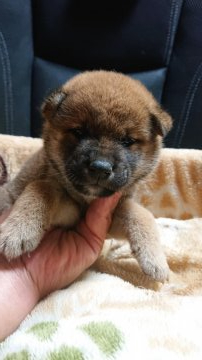 柴犬(標準サイズ)【岐阜県・男の子・2021年7月14日・赤】の写真「綺麗な赤柴君」