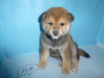 柴犬(標準サイズ)【岐阜県・男の子・2018年12月15日・赤】の写真「狸顔の男の子」