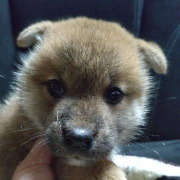 柴犬(標準サイズ)【岐阜県・男の子・2022年5月24日・赤】の写真「綺麗な赤柴になります。」