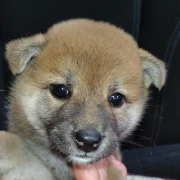 柴犬(標準サイズ)【岐阜県・女の子・2022年8月13日・赤】の写真「綺麗な赤の女の子」