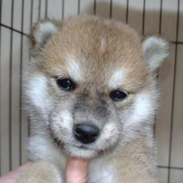 柴犬(標準サイズ)【岐阜県・男の子・2022年7月6日・赤】の写真「可愛いまん丸顔です。」