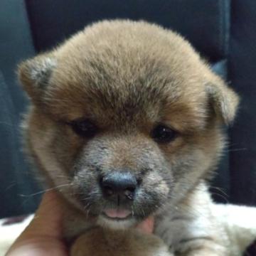 柴犬(標準サイズ)【岐阜県・女の子・2022年6月4日・赤】の写真「可愛い女の子」