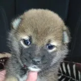 柴犬(標準サイズ)【岐阜県・女の子・2023年9月21日・赤】の写真1「10/26撮影」