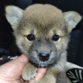 柴犬(標準サイズ)【岐阜県・男の子・2023年9月9日・赤】の写真1「10/26撮影」