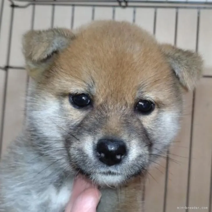 柴犬(標準サイズ)【岐阜県・女の子・2022年8月13日・赤】の写真1「9/26撮影」