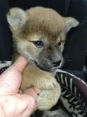 柴犬(標準サイズ)【岐阜県・男の子・2023年9月9日・赤】の写真3「10/26撮影」