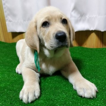 ラブラドールレトリバーの子犬を探す｜ブリーダー直販の子犬販売【みんなのブリーダー】