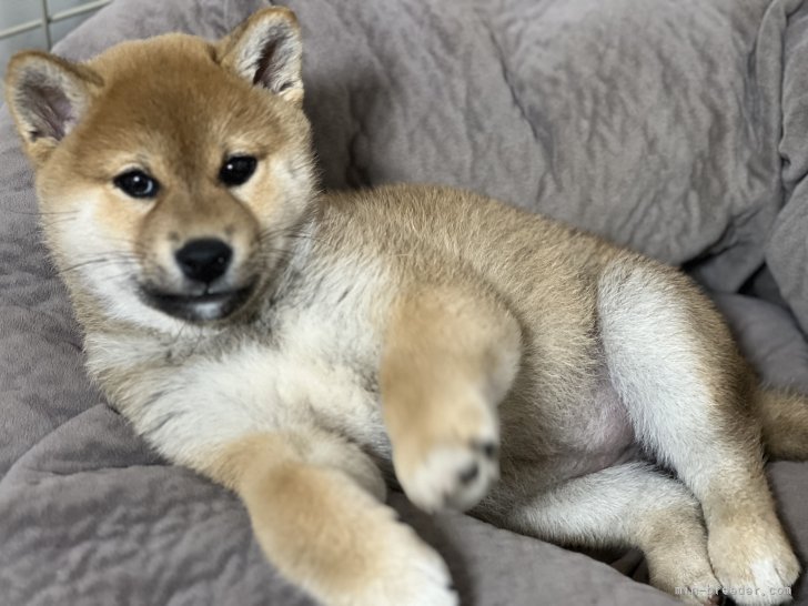 桑原　智之(くわばら　ともゆき)ブリーダー(千葉県・柴犬・日本犬保存会登録)の紹介写真1