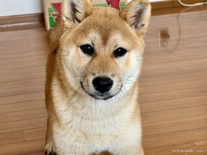 桑原　智之(くわばら　ともゆき)ブリーダー(千葉県・柴犬・日本犬保存会登録)の紹介写真3