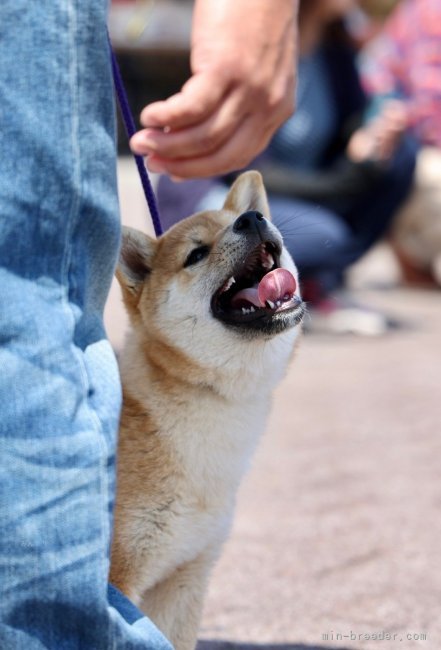 桑原　智之(くわばら　ともゆき)ブリーダー(千葉県・柴犬・日本犬保存会登録)の紹介写真4