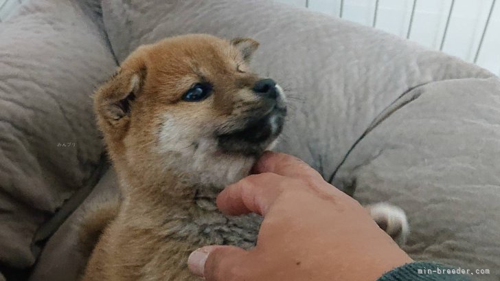 桑原　智之(くわばら　ともゆき)ブリーダー(千葉県・柴犬・日本犬保存会登録)の紹介写真5