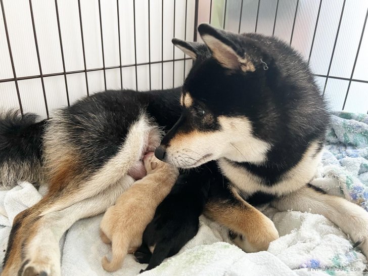 桑原　智之(くわばら　ともゆき)ブリーダー(千葉県・柴犬・日本犬保存会登録)の紹介写真6