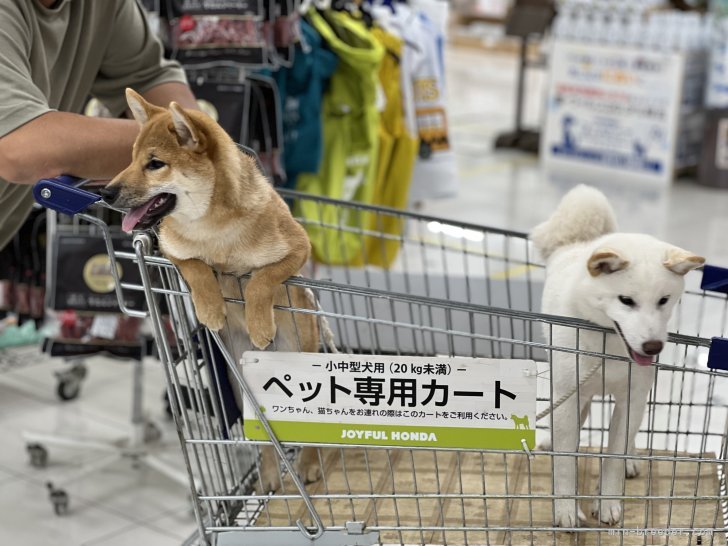 桑原　智之(くわばら　ともゆき)ブリーダー(千葉県・柴犬・日本犬保存会登録)の紹介写真7