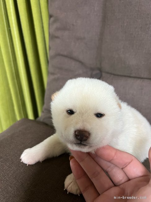 桑原　智之(くわばら　ともゆき)ブリーダー(千葉県・柴犬・日本犬保存会登録)の紹介写真9